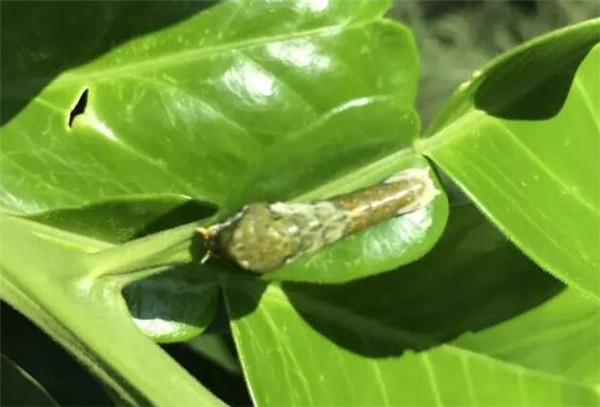 园林虫害防治